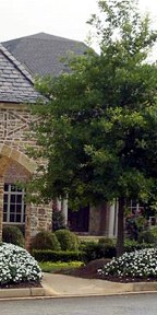 Trees and Shrubs In North Atlanta